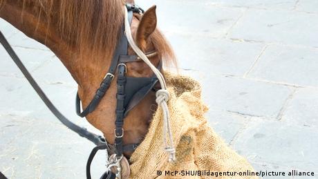 Pferd bei der Fütterung