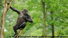 Westlicher Flachlandgorilla (Gorilla gorilla gorilla), junges Männchen schlägt sich auf die Brust, auf Ast sitzend, in Gefangenschaft
