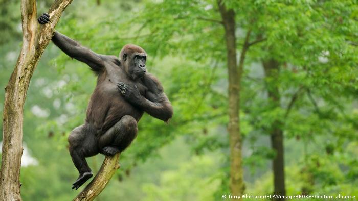 Cazadores furtivos matan a Rafiki, un famoso gorila de espalda plateada de Uganda