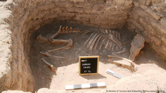 Esta foto del 8 de abril de 2021 muestra el esqueleto de un animal que estuvo enterrado bajo la arena del desierto durante milenios. Fue descubierto durante la excavación de siete meses en la Ciudad Dorada Perdida en Luxor.