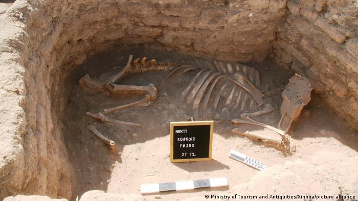 Un esqueleto de animal desenterrado.