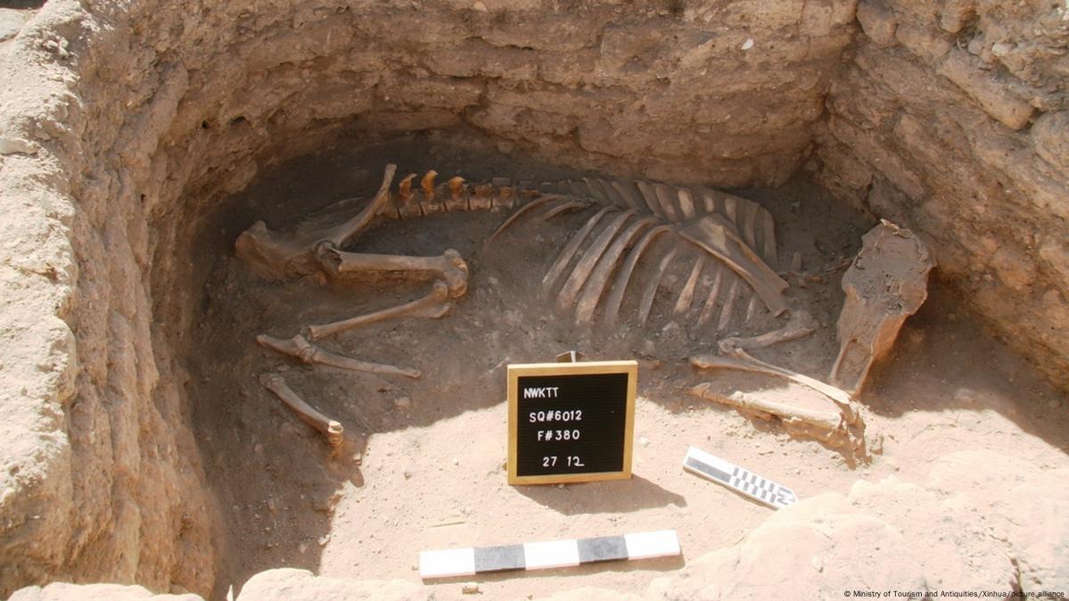 animal skeleton surrounded by mud bricks in Lost Gold City