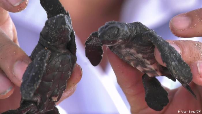  Eco Latinoamerica Schildkröten an der Küste von El Salvador