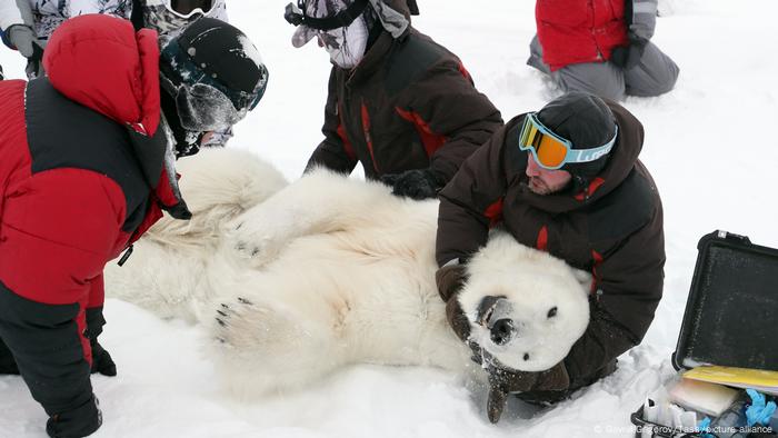 Researchers examine an anesthetized polar bear