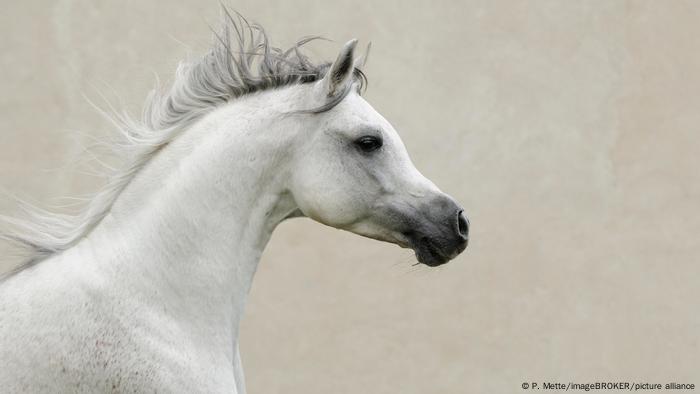 Head and shoulders of a purebred Arabian stallion running