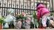 A child placing flowers in front of the gates at Buckingham Palace A child placing flowers in front of the gates at Buckingham Palace