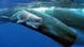 Sperm whale and calf Sperm whale and calf