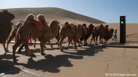 BdTD China | Ampel für Kamele
