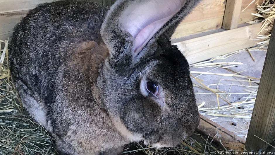 Uk World S Biggest Rabbit Stolen From Home News Dw 13 04 2021