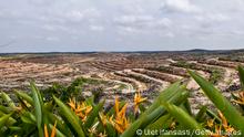 PEKANBARU, SUMATRA, INDONESIA - JULY 11: A view of land clearing for palm oil plantation in Siak district on July 11, 2014 in Riau province, Sumatra, Indonesia. The Nature Climate Change journal has reported that Indonesia lost 840,000 hectares of natural forest in 2012 compared to 460,000 hectares in Brazil despite their forest being a quarter of the size of the Amazon rainforest. According to Greenpeace, the destruction of forests is driven by the expansion of palm oil and pulp & paper has increased the greenhouse gas emissions, pushing animals such as sumatran tigers to the brink of extinction, and local communities to lose their source of life. (Photo by Ulet Ifansasti/Getty Images)