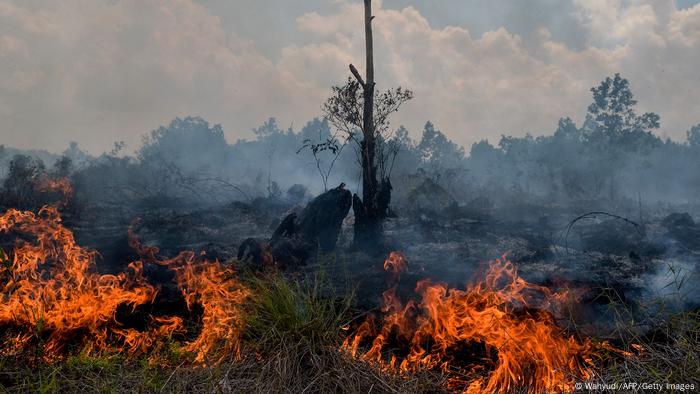 Incendio de superficies boscosas para plantaciones de palma aceitera.