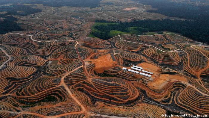 Luftbild: Palmöl-Plantagen auf Borneo, die durch Brandrodung entstanden sind. 