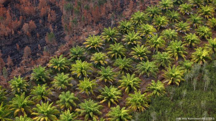 Aerial view of a palm oil plantation in Indonesia