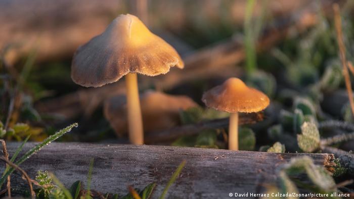 Magic Mushrooms - Hallucinogenic Liberty Cap Mushrooms or Psilocybe semilanceata in the green grass (close up)