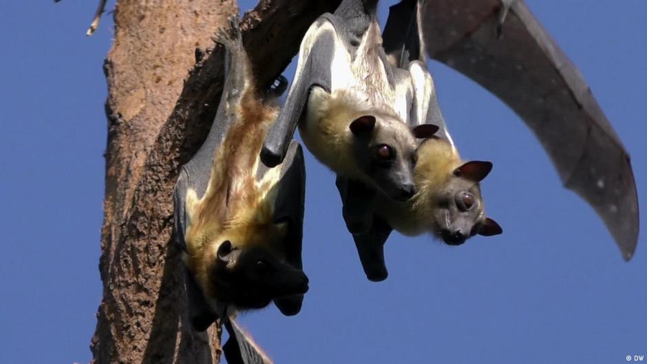 Saving Rwanda's bats by harnessing people power