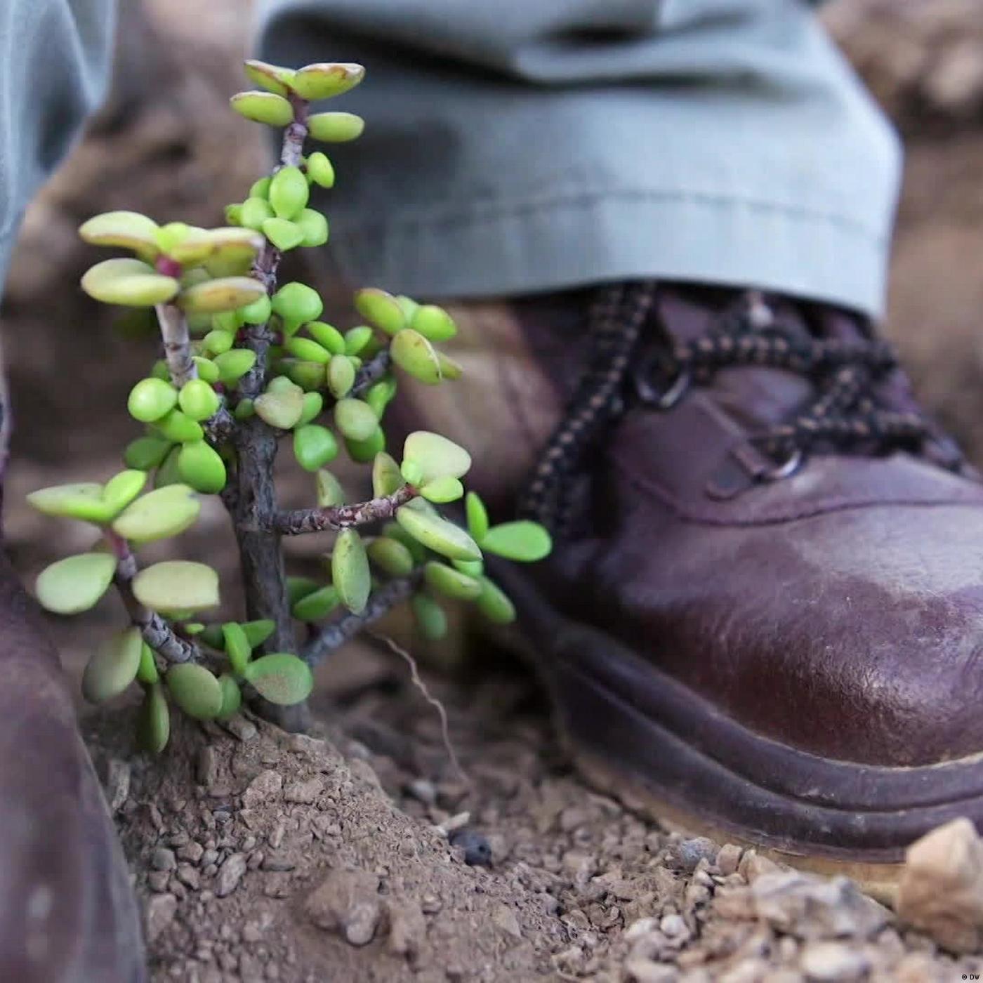 Living Planet: DIY solutions for the South African veld, community gardens, busy beehives and secondhand clothing