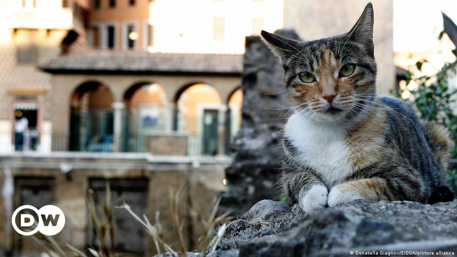 Ruins, gods and cats: Rome's 'Area Sacra' – DW – 04/16/2021