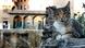 One of the many feline residents at the Largo di Torre Argetina. One of the many feline residents at the Largo di Torre Argetina.