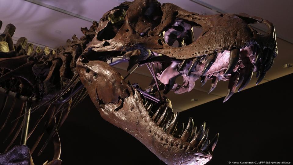 2.5 billion T. rex roamed Earth, but not all at once, study finds