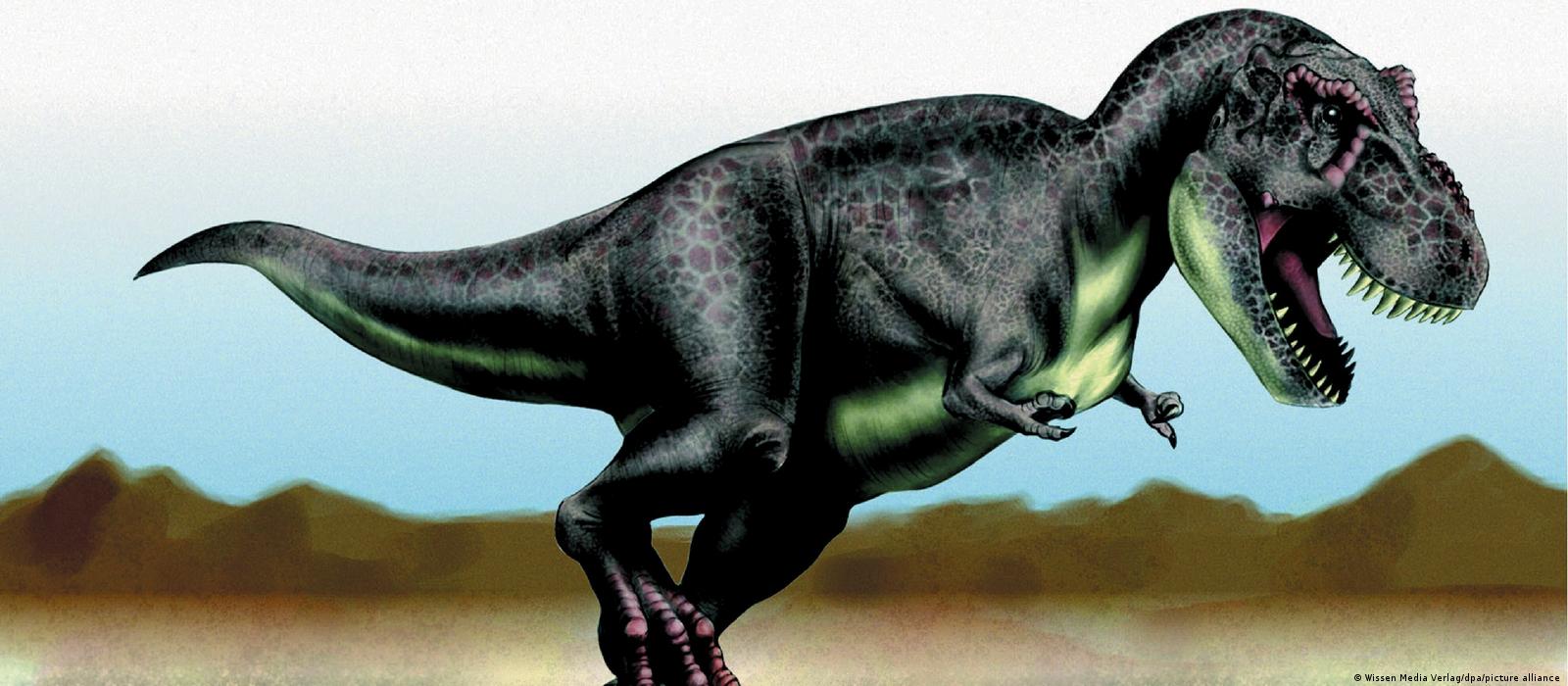Middag eten Wonderbaarlijk opblijven Billions of T. rex existed on Earth – DW – 04/16/2021