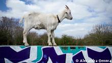 Goat on WWII Gun Battery. Purdown, Bristol. April 7, 2021