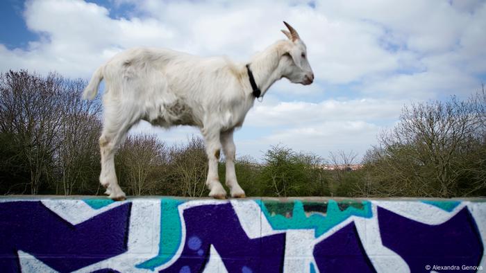 City kids: Urban goat farming in Bristol