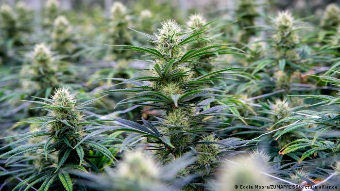 Según reportó Science Alert, otras investigaciones sugieren que las personas que han consumido cannabis tienen casi cuatro veces más probabilidades de experimentar alguna forma de psicosis, en comparación con las personas que se han abstenido. 