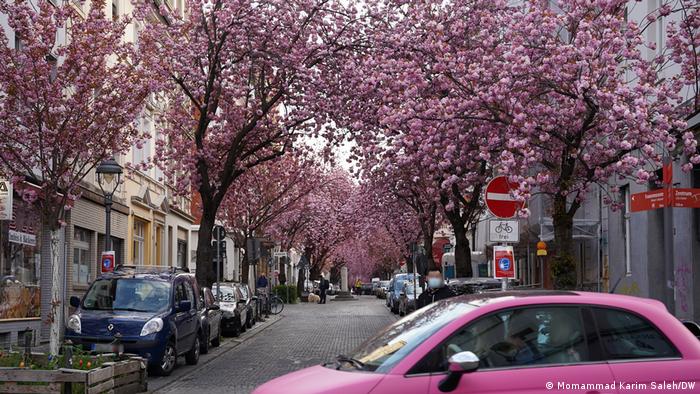 Bonn | Kirschblüte