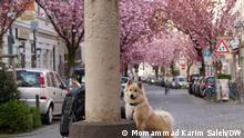 Bonn, un sueño de primavera japonesa