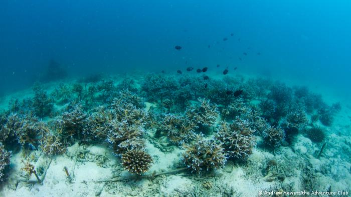 Damaged coral reefs aound the Phi Phi Islands