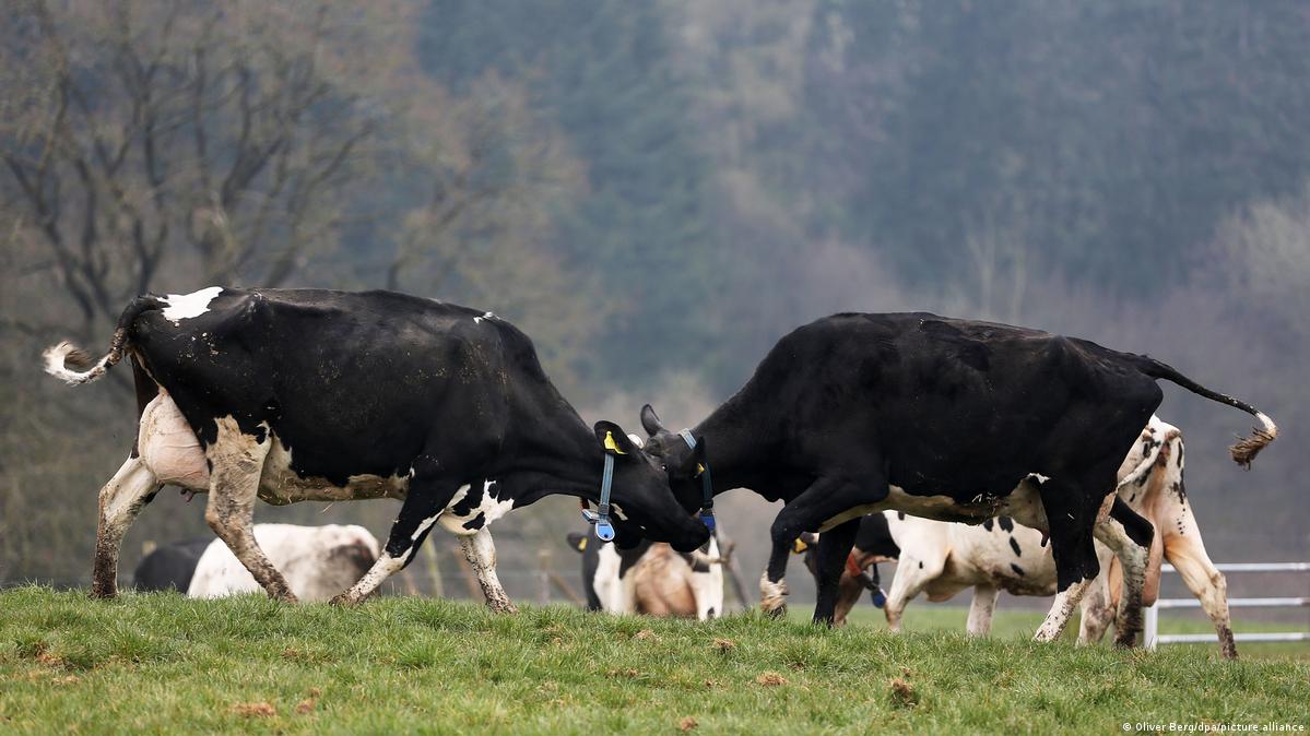 Shansi tregtar i Evropës - a do ta bllokojë Franca atë?