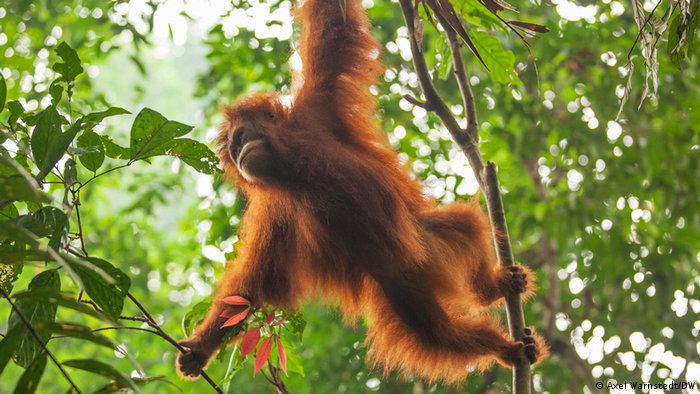 An orangutan in a tree