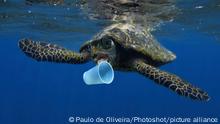 Hawksbill sea turtle (Eretmochelys imbricata) trying to bite a plastic cup. Composite image. Portugal