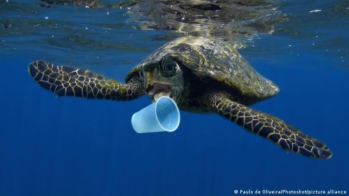 A hawksbill sea turtle trying to bite into plastic cup