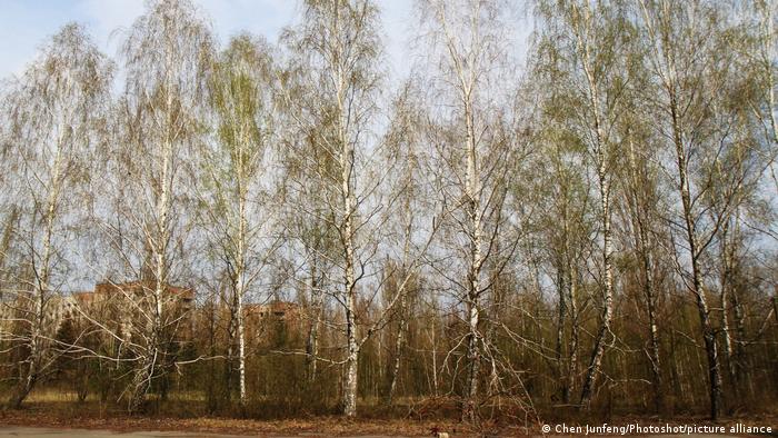 A row of trees in the territory around Chernobyl nuclear power plant