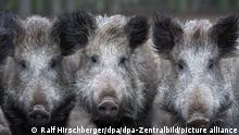 Wildschweine schauen in einem Tiergehege in die Kamera. (zu dpa «33 Jahre nach Tschernobyl: Wildfleisch teils heute noch belastet») +++ dpa-Bildfunk +++