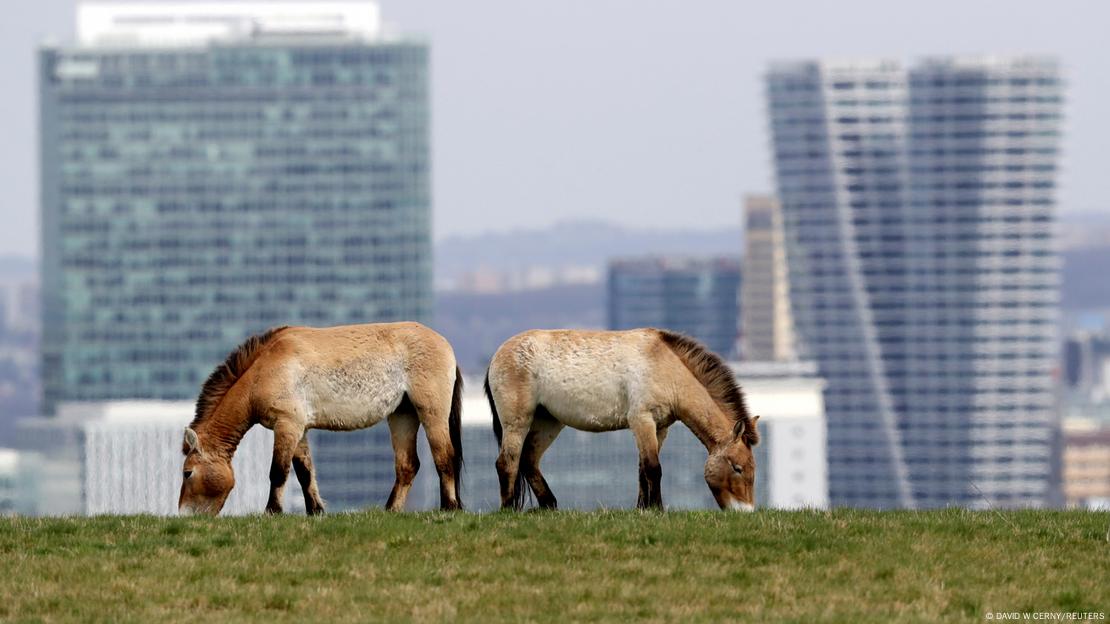 Caballos Przewalski pastan en el zoológico de Praga