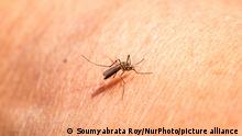 A female Anopheles mosquito (The carrier of the Malaria disease parasite plasmodium) drinks blood from the human body in Tehatta, West Bengal, India on 24 April 2021. Globally, 3.3 billion people in 106 countries are at risk of malaria. World Malaria Day (WMD) is an international observance commemorated every year on 25 April and recognizes global efforts to control malaria. This year, WHO and partners will mark World Malaria Day by celebrating the achievements of countries that are approaching - and achieving - malaria elimination. Ahead of World Malaria Day, WHO will publish a new report highlighting successes and lessons learned among the ''E-2020'' group of malaria-eliminating countries. (Photo by Soumyabrata Roy/NurPhoto)