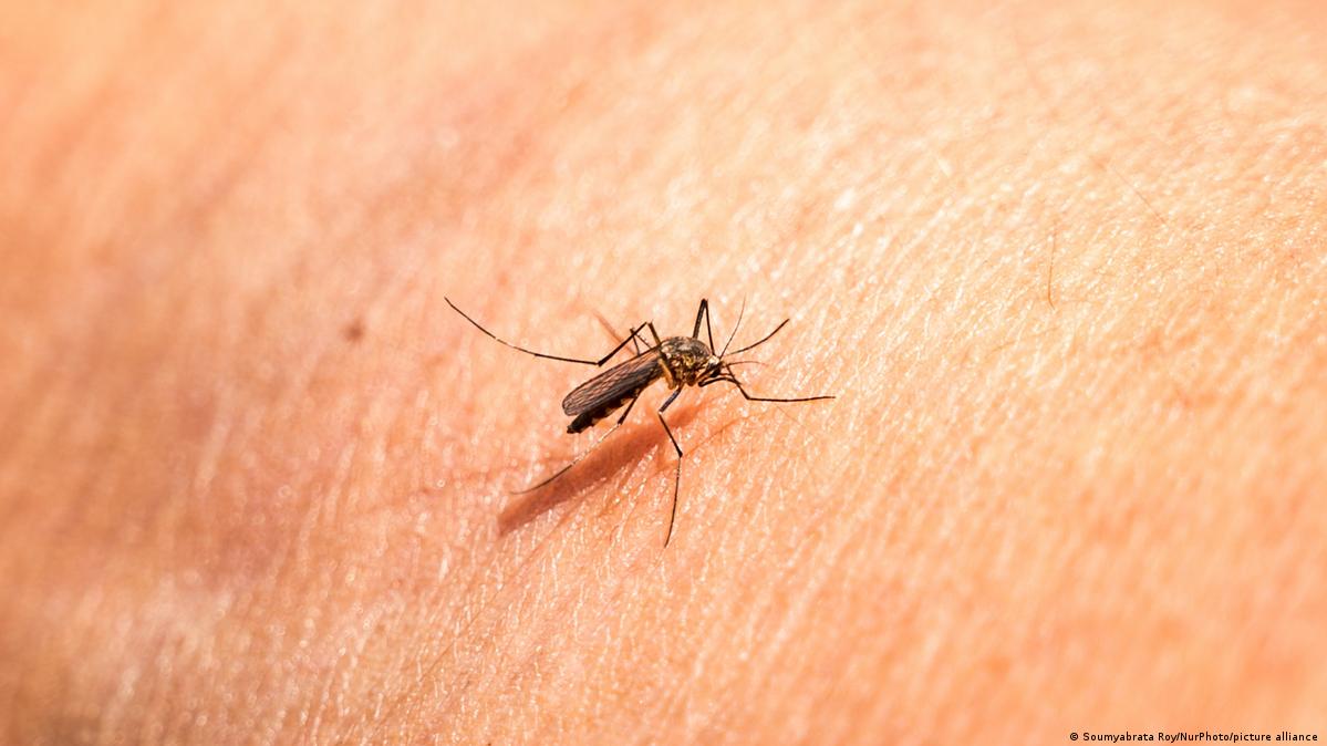 Mosquito myths busted – DW – 08/20/2021