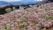 Cherry blossoms in full bloom in the Fukushima prefecture Japan Cherry blossoms in full bloom in the Fukushima prefecture Japan