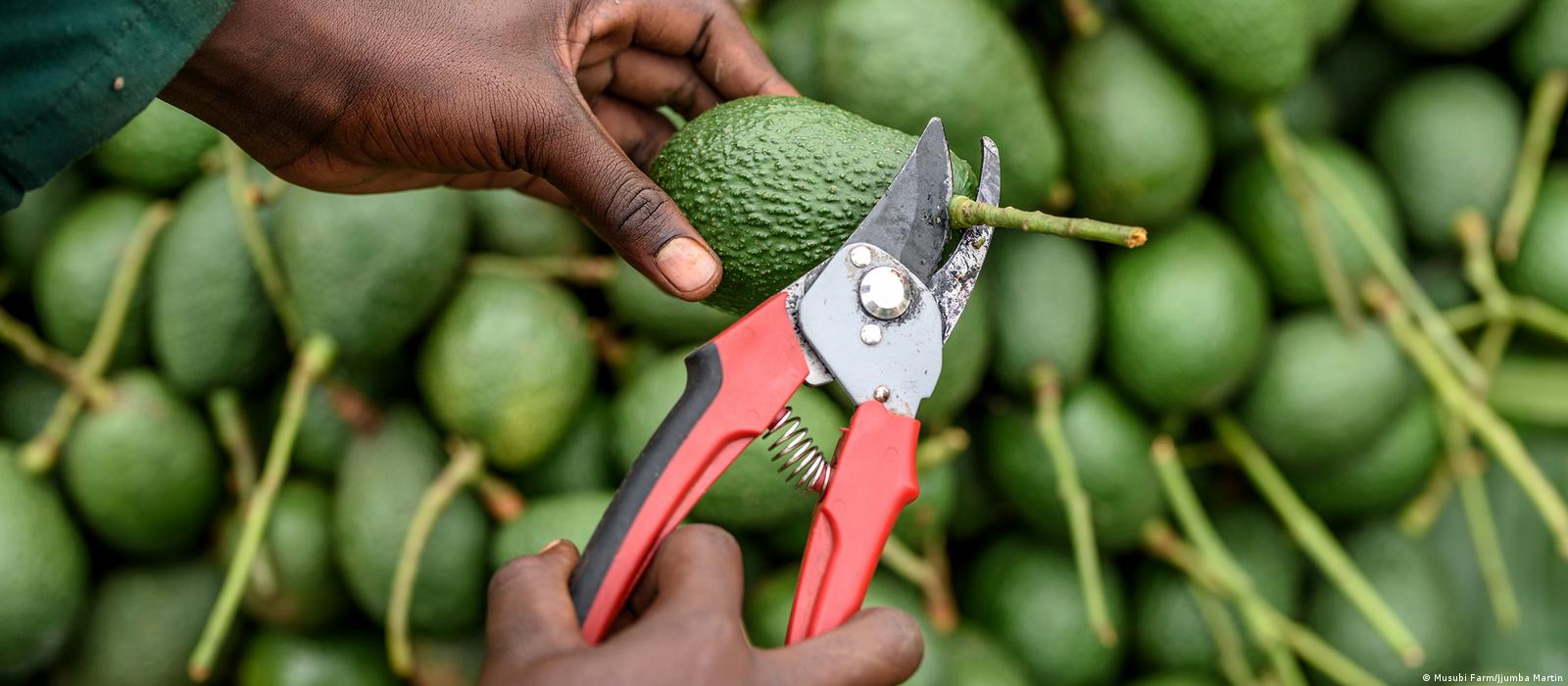 Green gold: Avocado farming on the rise in Africa â€“ DW â€“ 05/01/2021