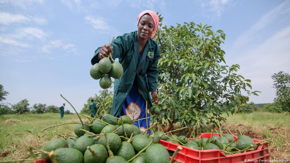 Avocado trade taking off in Uganda DW 06/17/2021