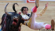 Bilder für “Stierkämpfe Heute”, Projekt für die Spanische Online Redaktion. Angriff eines Stiers auf einen Matador. 
