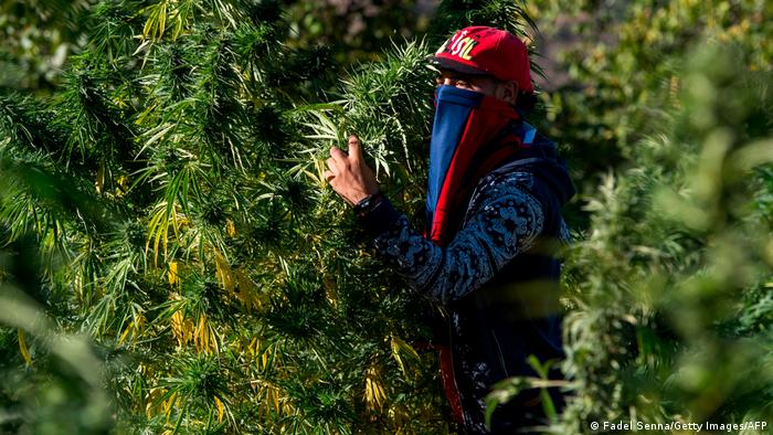 Marokko: Maskierter Cannabis-Bauer in der Rif-Region mit Pflanzen im Arm 