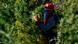 A masked farmer holds cannabis in a field near in Morocco's northern Rif region A masked farmer holds cannabis in a field near in Morocco's northern Rif region