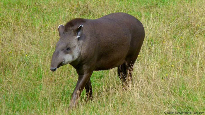 Un tapir.