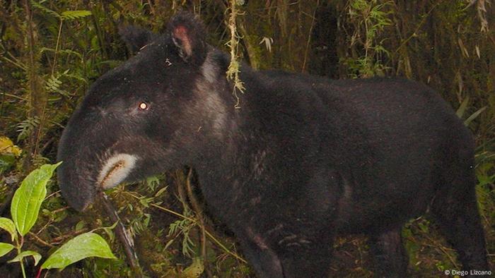 Un tapir.