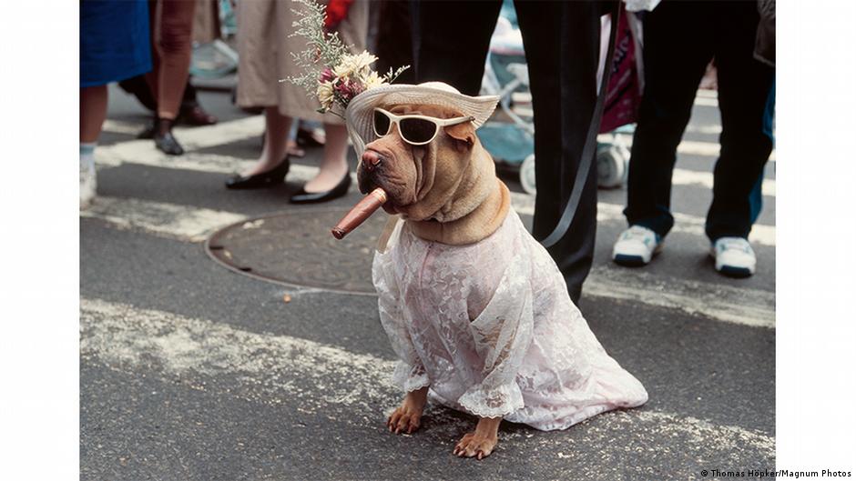 Magnum photographers spotlight dogs in photobook | All media content | DW - Vimarsana News