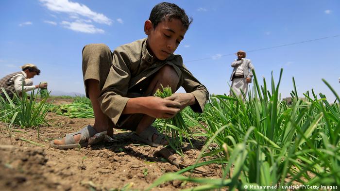 Jemen Landwirtschaft Jemenitische Bauern