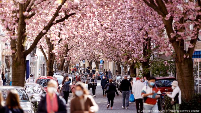 Bonn, Deuutschland | Kirschblüte, Altstadt